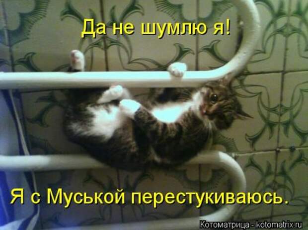 Свежая котоматрица для хорошего настроения (31 фото)