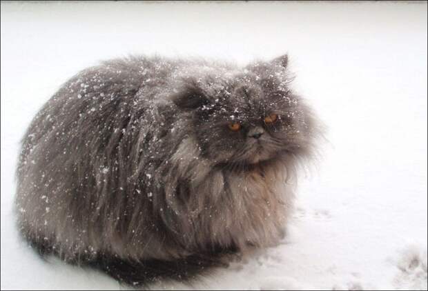 Зимние забавы кошек
