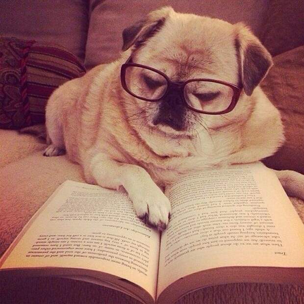 собаки и книги, собаки не умеют читать, смешные собаки