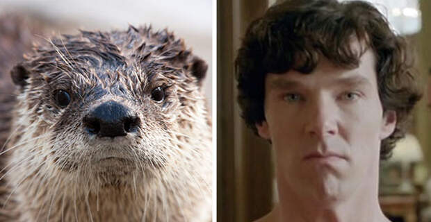 benedict-cumberbatch-otter-lookalike-doppelganger17__605