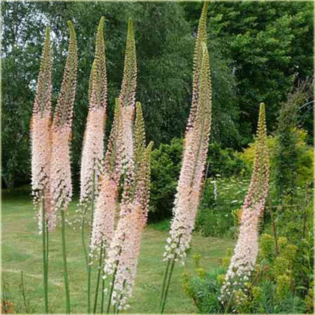 pustynnik_himalajski_romance_eremurus_himalaicus_romance06 (480x480, 241Kb)