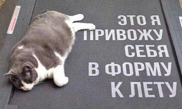 Эти 20 животных совсем как я