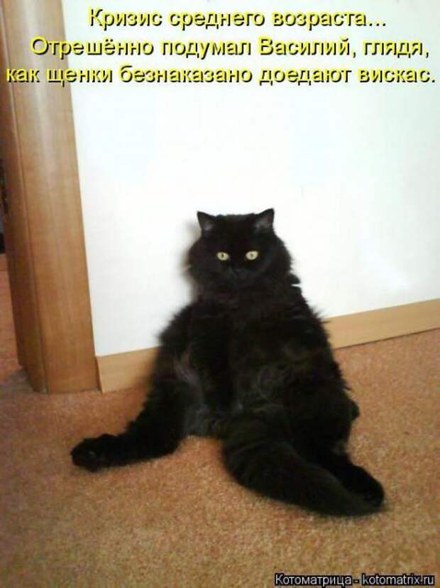 Котоматрицы (картинки с надписями)