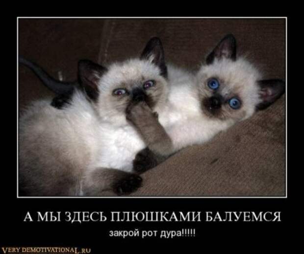 Новые демотиваторы, супер картинки и прикольные надписи.