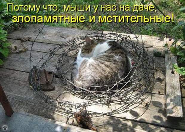 Забавные и жизнерадостные звери 10