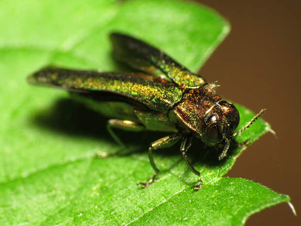 Эти красивые жуки могут уничтожить больше миллиона деревьев в США к 2050 году