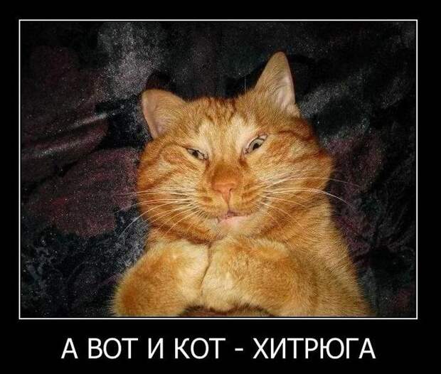 Демотиваторы (59 фото) Демотиваторы (59 фото)