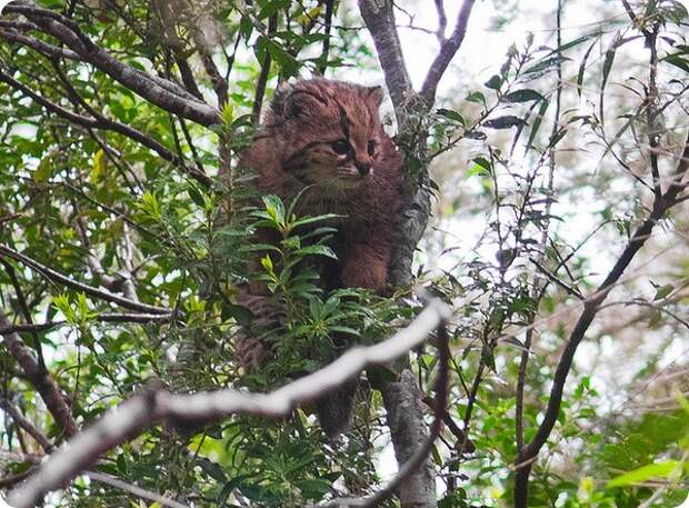 Чилийская кошка (лат. Leopardus guigna)