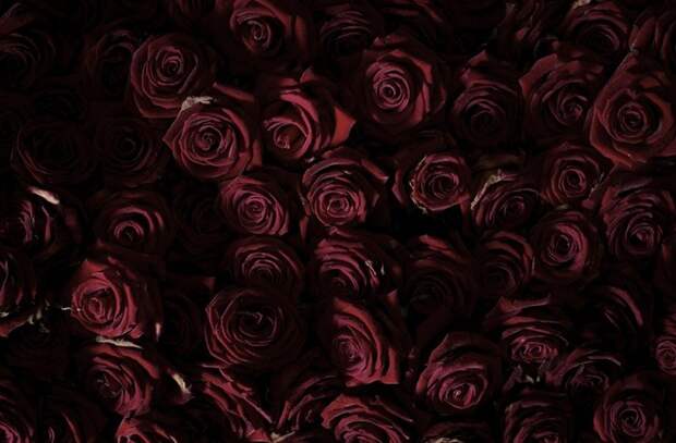 roses05