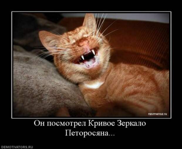 Демотиваторы про котэ, почти как котоматрицы!