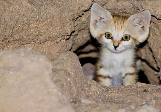 Даже когда взрослеют, эти кошки выглядят как котята. И их котята тоже выглядят как котята