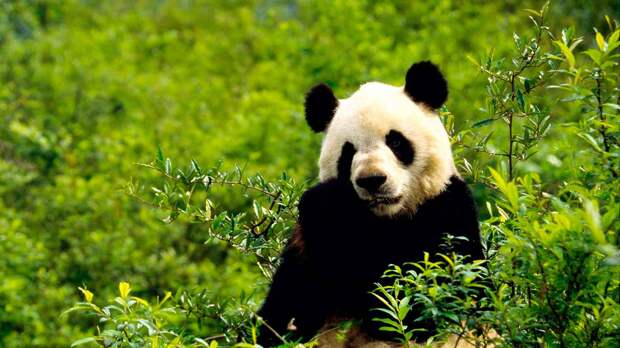 Большая панда живет в лесах бамбука