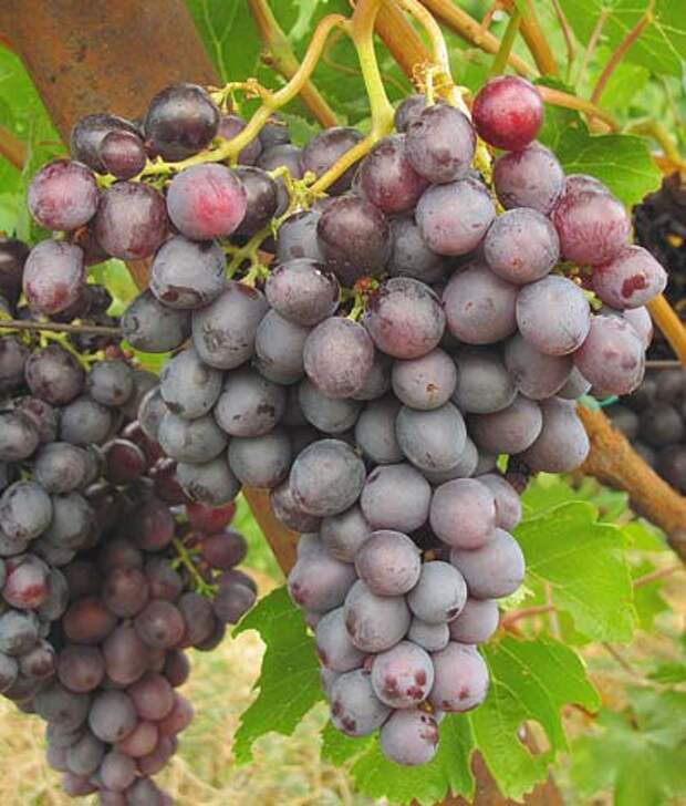 `Краса Никополя` Vin5.jpg