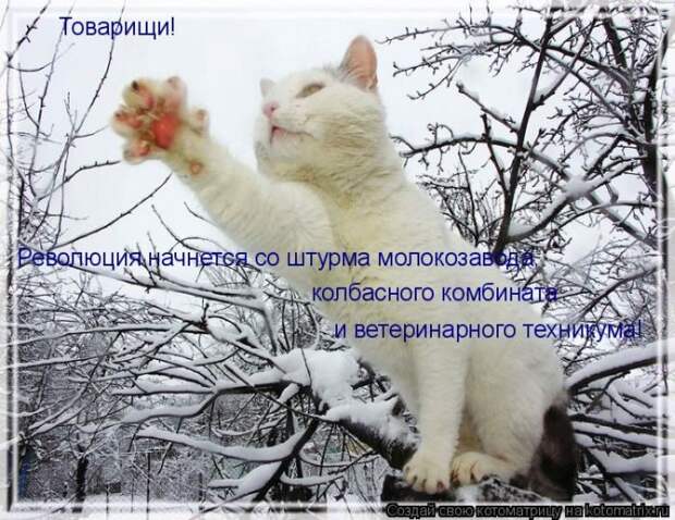 Лучшие котоматрицы недели