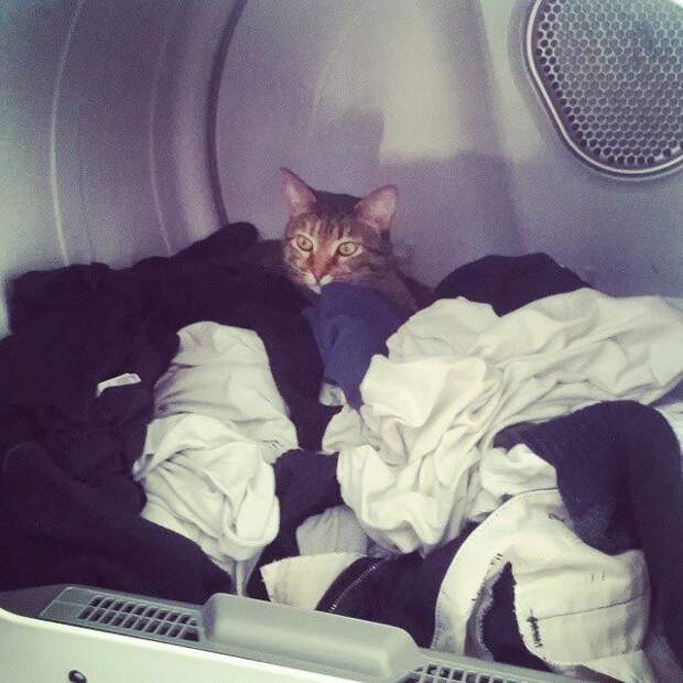 25 кошек, которые спят где угодно, кроме ваших коленей кошки спят, кошки спят в необычных местах