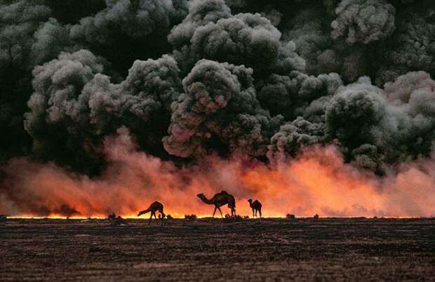 Верблюд и нефтяные месторождения, Кувейт, 1991 год.