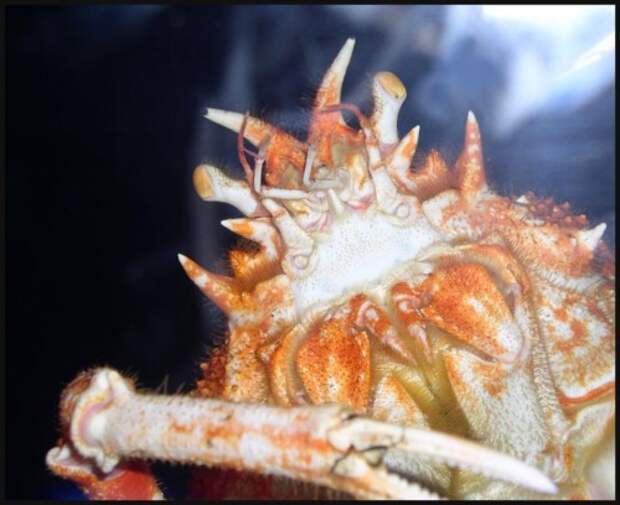 Японский краб-паук или гигантский краб (лат.Macrocheira kaempferi) (англ. Giant spider crab)
