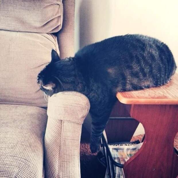 Коты и кошки, которые могут заснуть где угодно