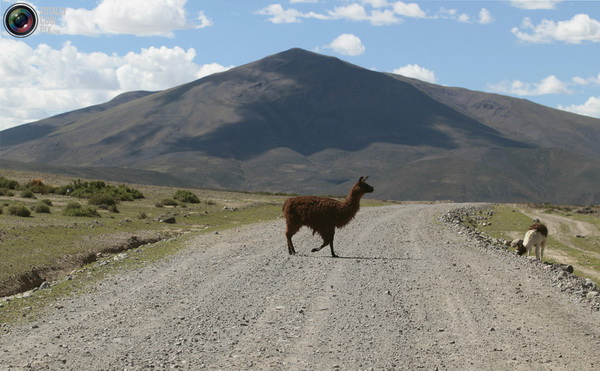 Животные переходят дорогу