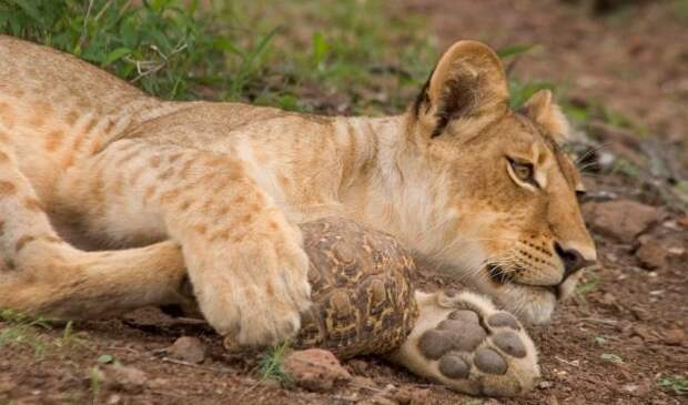 Черепашья месть страшна