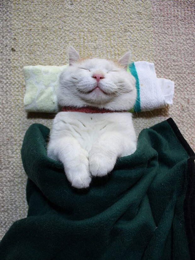 20 улыбающихся кошек, которые подарят вам прекрасное настроение