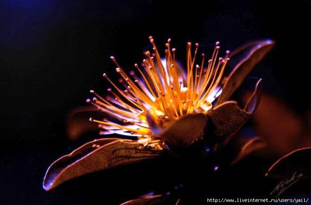 039 (700x463, 115Kb)