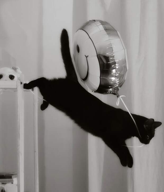 Коты, которых поймали на горячем Коты, которых поймали на горячем животные, коты, позитив
