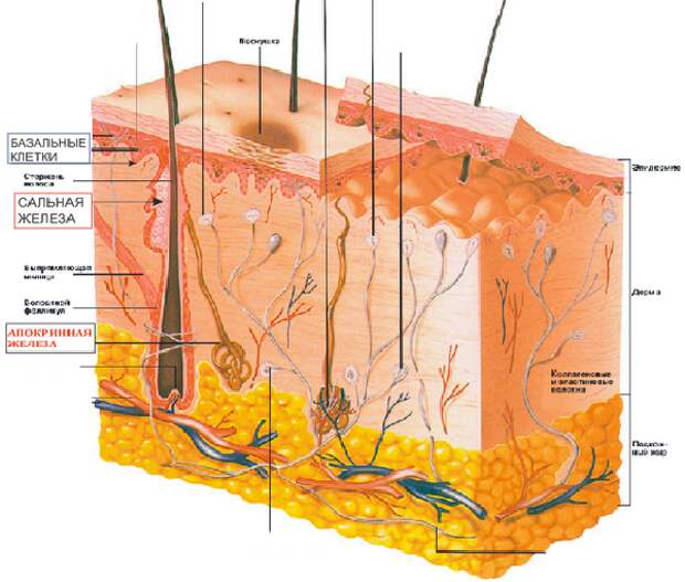 Прыщи угри черные точки - как избавиться от них раз и навсегда? Прыщи угри черные точки - как избавиться от них раз и навсегда?