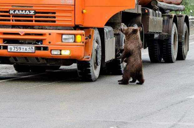 Не кормите медведей! кормление, медведь, случай