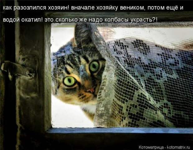 Новая котоматрица (30 фото)