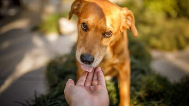 Есть мнение, что вылизывание - пережиток тех времен, когда дикие щенки лизали лица взрослых собак, выпрашивая еду. Фото Capuski/iStock