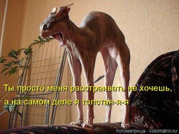 Новая котоматрица (36 фото)