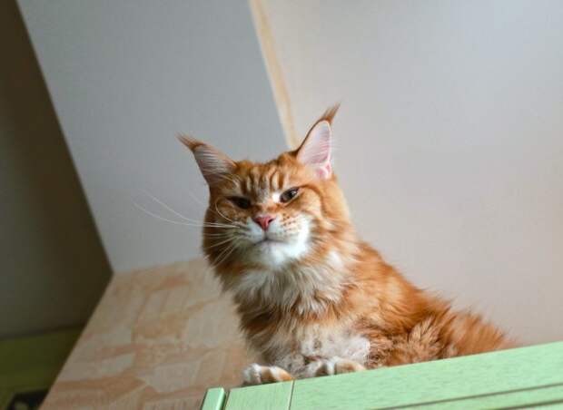 Покой нам только снится