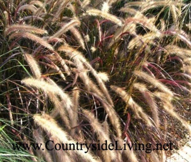 Перистощетинник щетинистый пурпурный (Pennisetum setaceum Rubrum). Декоративные травы и злаки, злаковые