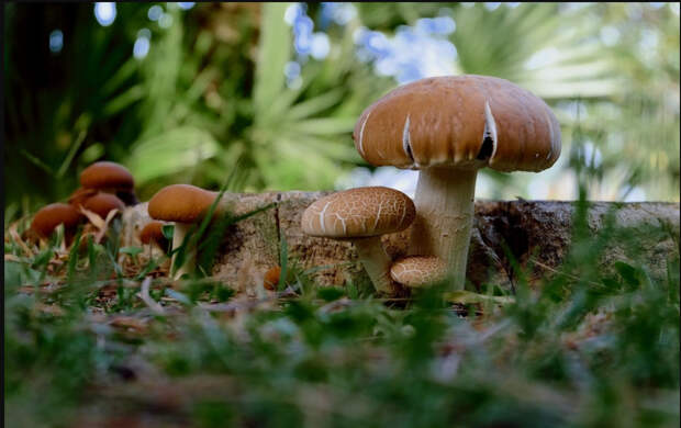 Невероятный факт о грибах. Они скорее животное чем растение...