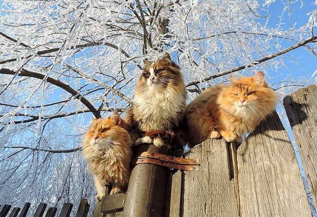 Siberian-Cats_photo-Alla-Lebedeva16
