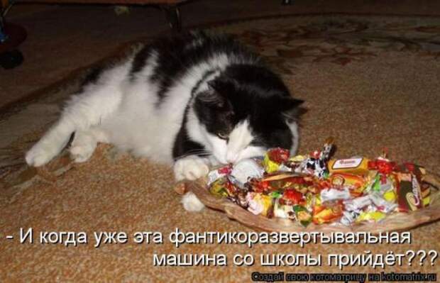 Котоматрицы(картинки с надписями)