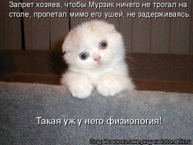 Котяры на приколе и их шаловливые друзья (35 фото)