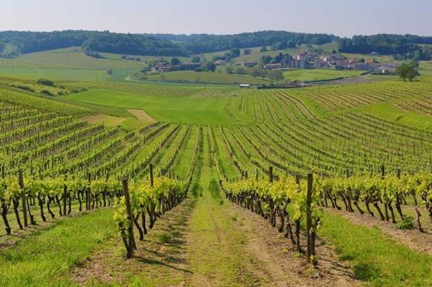 Grande-Champagne-Vineyards