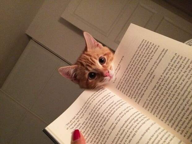 кошка мешает читать