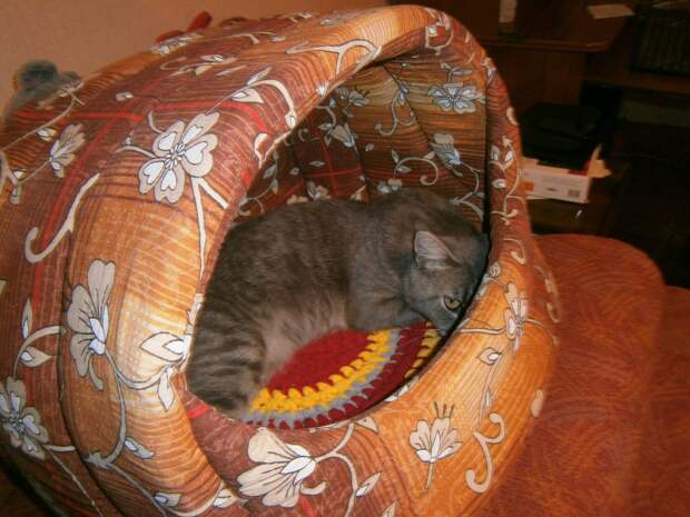 кот нашел дом кот спит