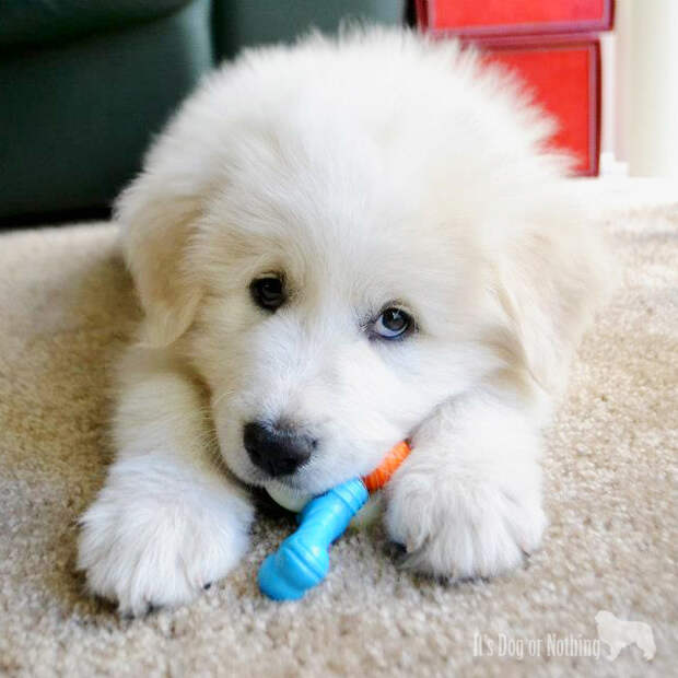Meet the Giants: Great Pyrenees