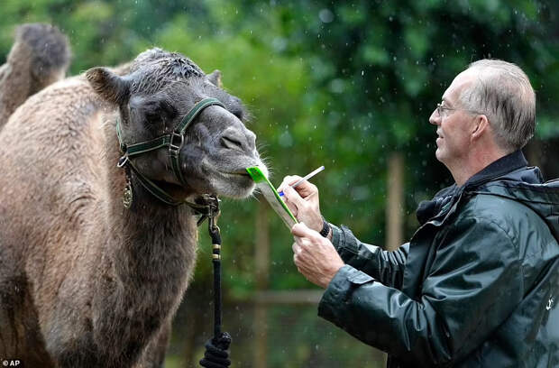 Верблюд Ноэми Верблюд Ноэми
