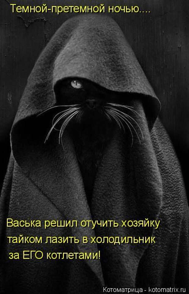 Лучшие котоматрицы недели