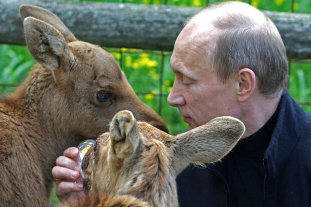 Фото животные путина