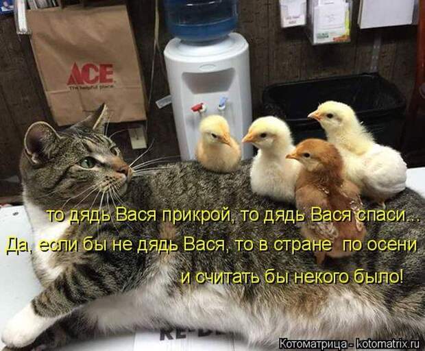 Лучшие котоматрицы недели
