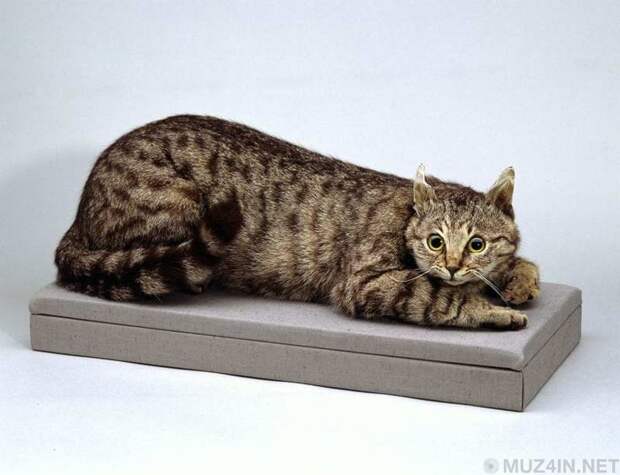 Героические кошки, которые спасли жизнь людям