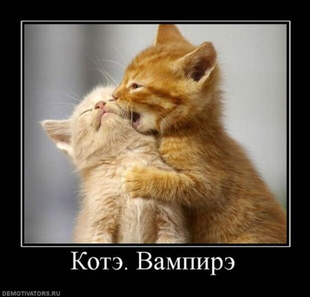 Демотиваторы про котэ, почти как котоматрицы!