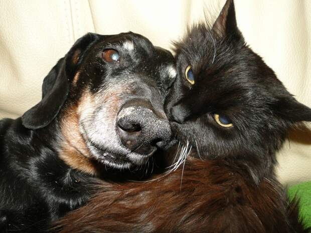 Кошка и собака в одной квартире. Любовь или война?  дружба, животные, кошки, собаки