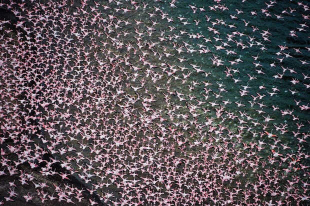 thousandsofflamingo 16 Тысячи розовых фламинго на озере Накуру